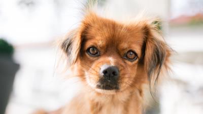 Puppy dog funny image 4k wallpaper