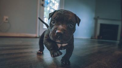 Puppy dog funny 4k wallpaper