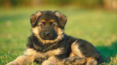 Puppy dog grass image 4k wallpaper