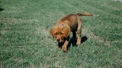 Puppy dog grass 4k wallpaper