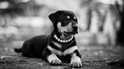 Puppy dog lying collar bw 4k wallpaper