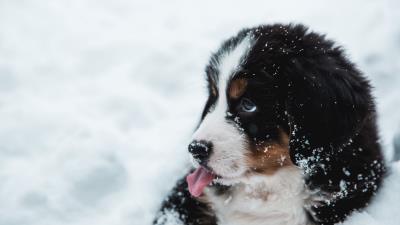 Puppy dog protruding tongue 4k wallpaper