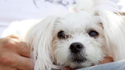 Puppy face hands ears 4k wallpaper