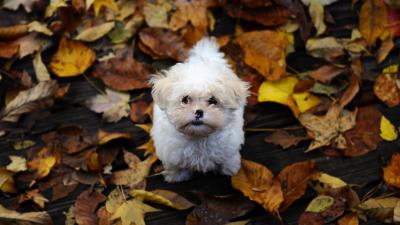 Puppy furry dirt leaves autumn 4k wallpaper