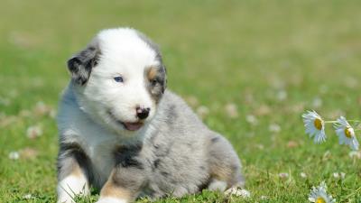 Puppy grass daisies 4k wallpaper