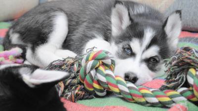 Puppy husky dog lying 4k wallpaper