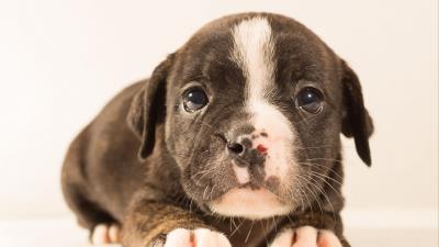 Puppy muzzle spotted 4k wallpaper