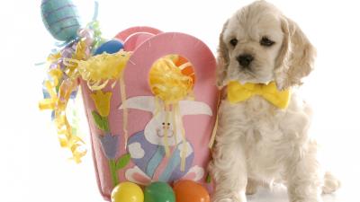 Puppy spaniel easter eggs ribbons colorful hd 4k wallpaper