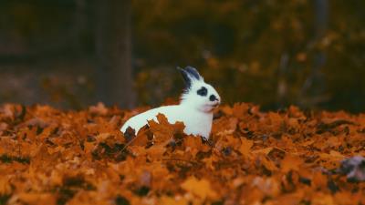 Rabbit autumn foliage 4k wallpaper