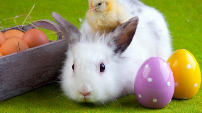 Rabbit chicken eggs easter friendship 4k wallpaper