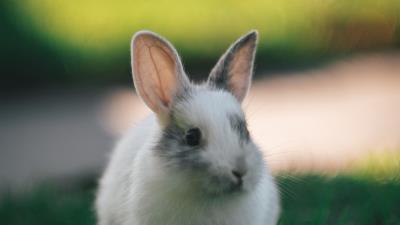 Rabbit cute fluffy 4k wallpaper