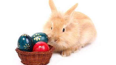 Rabbit eggs basket paint white background 4k wallpaper