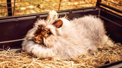 Rabbit fluffy lies 4k wallpaper