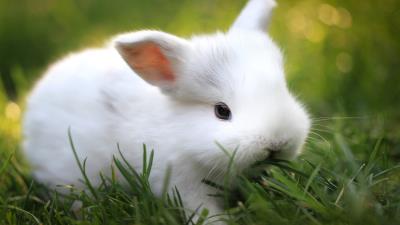 Rabbit grass food cute 4k wallpaper
