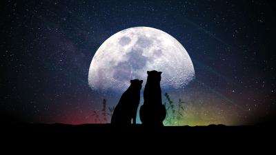 Animals moon silhouettes 4k wallpaper