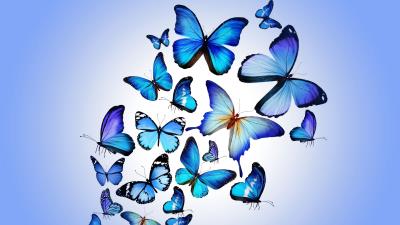 Butterfly colorful blue drawing art beautiful 4k wallpaper