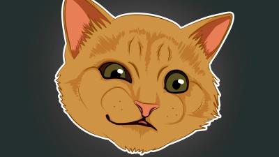 Cat emotions funny 4k wallpaper