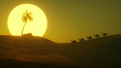 Desert sun palm tree 4k wallpaper