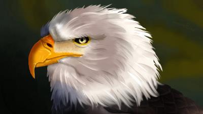Eagle bird head 4k wallpaper