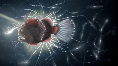 Fish electric glowing 4k wallpaper