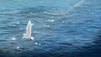 Seagull bird sea 4k wallpaper