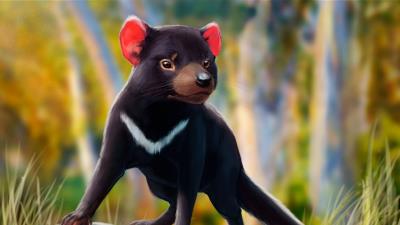 Tasmanian devil beast animal 4k wallpaper