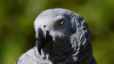 African parrot bird beak 4k wallpaper