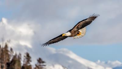 Alaskan eagle eagle bird 4k wallpaper