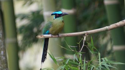 Amazonian motmot bird color branch 4k wallpaper