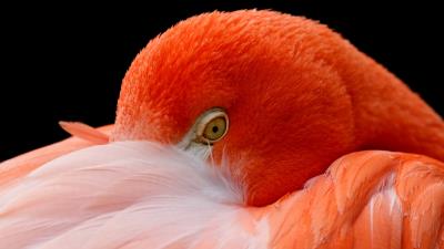 American flamingo hd 4k wallpaper