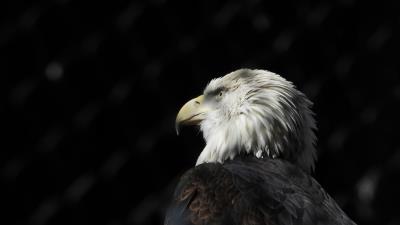 Bald eagle eagle bird eagle 4k wallpaper