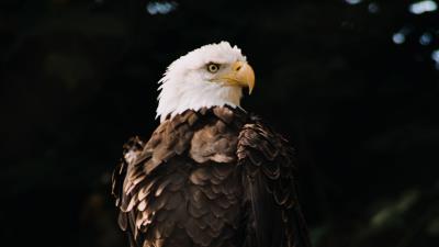 Bald eagle eagle bird wild 4k wallpaper