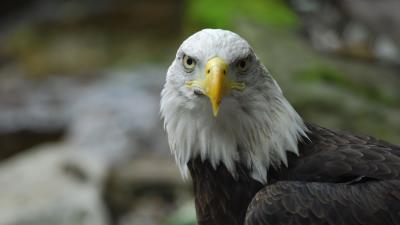 Bald eagle eagle bird 4k wallpaper
