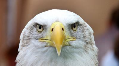 Bald eagle eagle vulture bird 4k wallpaper