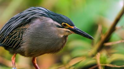 Bird beak branch sit 4k wallpaper