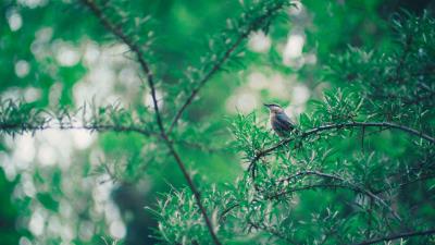 Bird branch leaves 4k wallpaper