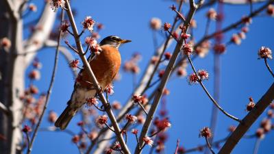 Bird branches flowering 4k wallpaper