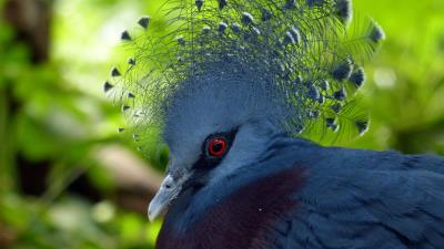 Bird dove feathers 4k wallpaper