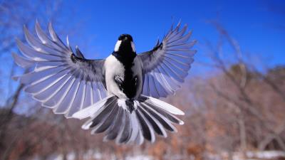 Bird flapping wings 4k wallpaper