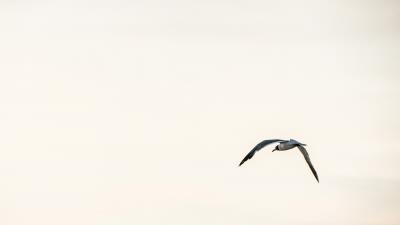 Bird flying sky 4k wallpaper