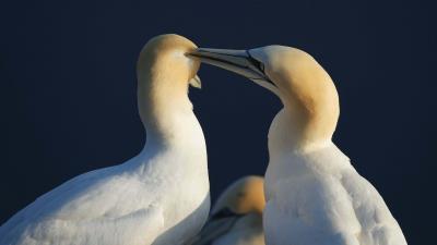 Bird love couple tenderness 4k wallpaper