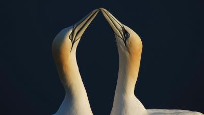 Bird love couple 4k wallpaper