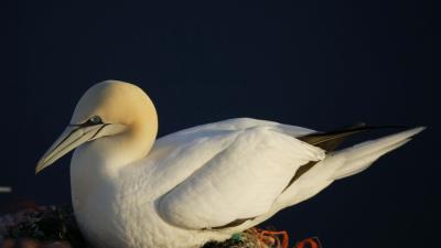 Bird nest seagul 4k wallpaper