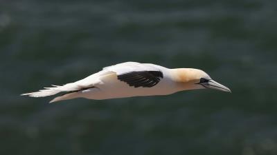 Bird prey boom flight 4k wallpaper