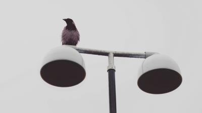 Bird raven lantern 4k wallpaper