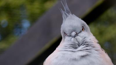 Bird serious pose 4k wallpaper