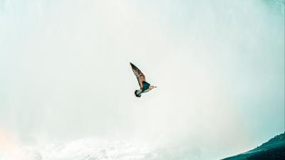 Bird waterfall water 4k wallpaper