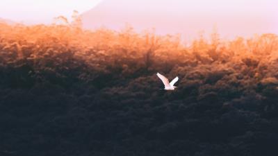 Bird white flight 4k wallpaper