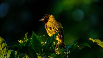 Bird wildlife leaves 4k wallpaper