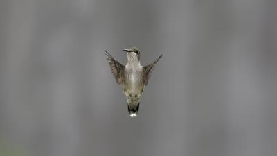 Bird wing flapping blurring 4k wallpaper